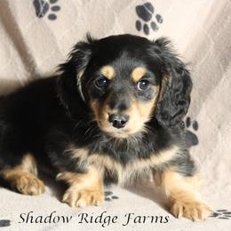 Dachshund Puppies from Shadow Ridge Farms