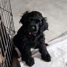 Katie - Black Cocker Spaniel puppy in Oroville, California from Cocker Paradise