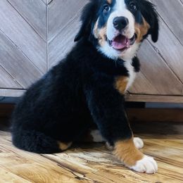 Frida - Black rust and white Bernese Mountain Dog puppy in Bozeman, Montana from My Next Best Friend