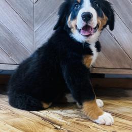 Frida - Black rust and white Bernese Mountain Dog puppy in Bozeman, Montana from My Next Best Friend