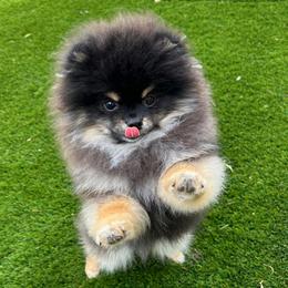 Winston - Black and tan male Pomeranian puppy in Las Vegas, Nevada from Velvet-Paws Pomeranians