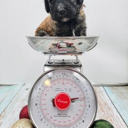 Girl 2 - Poodle puppy in Inman, South Carolina from Raynebow Rose Poodles