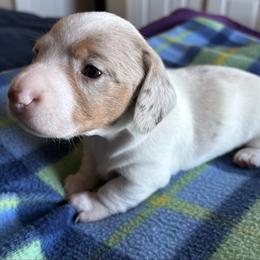 Leo Jr - Dapple male Dachshund puppy in Great Falls, Montana from Dawn's designerDachshunds