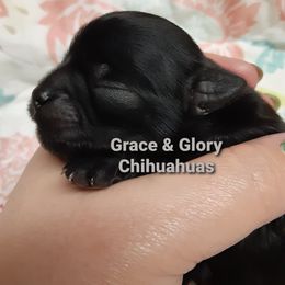 Chihuahua Puppies from Grace & Glory Chihuahuas