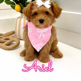Ariel - Red female Maltipoo puppy in Buford, Georgia from Petite Posh Puppies