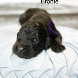 Bronte - Black male Goldendoodle puppy in Pasco, Washington from Camp Doodle Woods