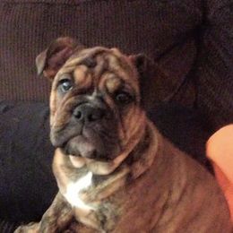 Bulldogs from Black Bear Bullies