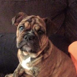 Bulldogs from Black Bear Bullies
