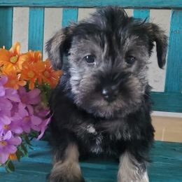 Miniature Schnauzers from Triple M