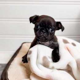 Maggie - Black female Pug puppy in Shady Hills, Florida from Premium Pugs