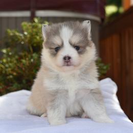 Rylee - Blue female Pomsky puppy in Coos Bay, Oregon from Ocean View Pomskies