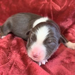 Biscotti - Red tri-color male Australian Shepherd puppy in San Marcos, California from Faith Family Freedom Farm