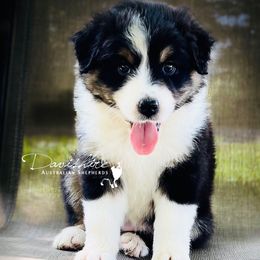 Australian Shepherd Puppies from Davishire Australian Shepherds