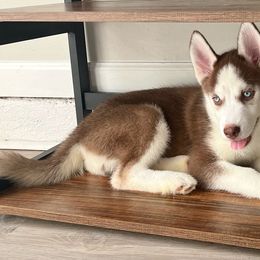 Female 2 - Red and white Siberian Husky puppy in Atlanta, Georgia from Nova’s Puppy Haven