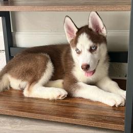 Female 2 - Red and white Siberian Husky puppy in Atlanta, Georgia from Nova’s Puppy Haven