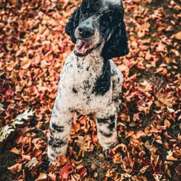 Pecco - Poodle