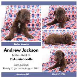 Andrew Johnson - Red male Aussiedoodle puppy in Asheboro, North Carolina from Stellar Aussies