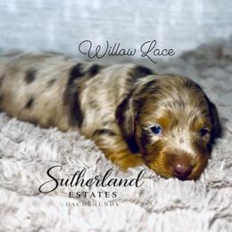 Willow Lace - Dapple female Dachshund puppy in Sutherland, Virginia from Sutherland Estates Dachshunds