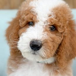 Robin - Boy 4 - Red male Bernedoodle puppy in Bellville, Ohio from Bernedoodle Buddies