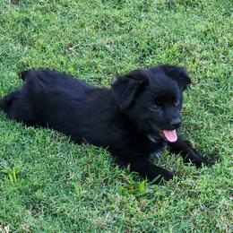 Blackberry - Black & white male Miniature Australian Shepherd puppy in Owensboro, Kentucky from JnT's Bluegrass Mini Aussies