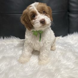 Cowboy - Red and white male Cockapoo puppy in Haughton, Louisiana from Bailey’s Cajun Canines