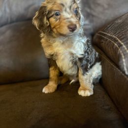 Rubble - Red merle Aussiedoodle puppy in Tonopah, Arizona from Lazy T9 Ranch