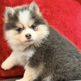 Pia girl 1 - Blue female Pomsky puppy in Enid, Oklahoma from Mile Hi Pomskies