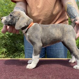 Mountain Cur Puppies from Walnut Ridge Mountain Curs