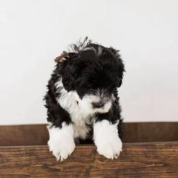 Portuguese Water Dog Puppies from Meridian PWDs