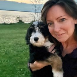 Bernedoodle Puppies from Beary Sweet Doodles