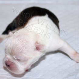 Girl 4 - Black and white female Boston Terrier puppy in North Central, Vermont from Windy Valley’s Bostons