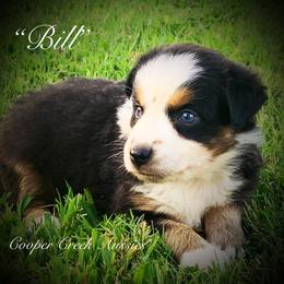 Bill - Miniature Australian Shepherd puppy from Cooper Creek Aussies