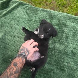 Unique - Black & white female Miniature Australian Shepherd puppy in Copperas Cove, Texas from Hidden Leaf Aussies