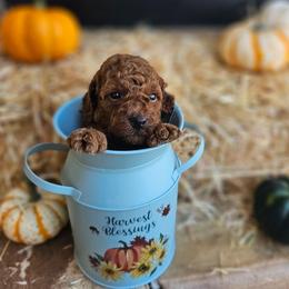 Harvest (Harvy) - Red  male Goldendoodle puppy in Daytona Beach, Florida from Beach Doodles