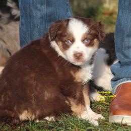 Halo - Red tri-color male Miniature American Shepherd puppy in Hillsdale, Michigan from Faithwalk Aussies and Mini American Shepherds