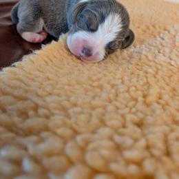 Gentry - Blue tan and white male Beagle puppy in Jerome, Missouri from Beam's Beagles