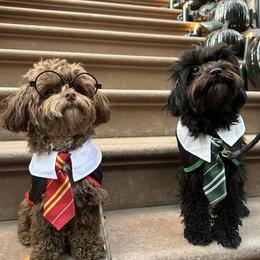 Bernedoodle, Cavapoo, Havanese, and Havapoo Puppies from Lady Paws Puppies - Cassie