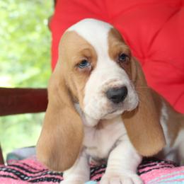 Twinkie - Lemon and white male Basset Hound puppy in Missouri from Clevenger Farms