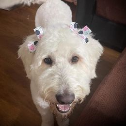 Macy - Goldendoodle