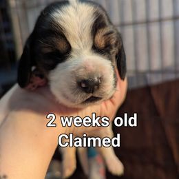 Lily (Aelin) - Black brown and white female Basset Hound puppy in Cardington, Ohio from Buckeye Bassets 419