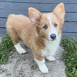 Pembroke Welsh Corgi Puppies from Bestfurends