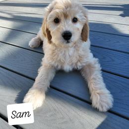 Sam - Cream male Goldendoodle puppy in Eau Claire, Wisconsin from Fisher River Doodle's