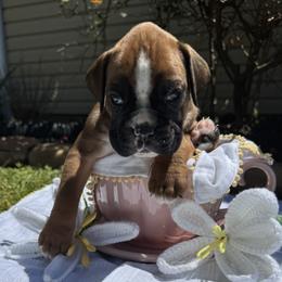 Boxer Puppies from Bellmont Boxers East TN