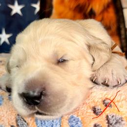 Patriot (orange collar) - Light golden male Golden Retriever puppy in Gainesville, Florida from Heart and Soul Dog Breeding, Inc.