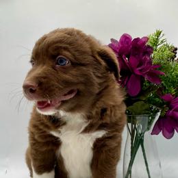 Ruby - Red & white female Australian Shepherd puppy in Thornton, Colorado from 303 Aussies
