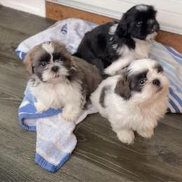 Dash - Black white and silver male Shih Tzu puppy in Riverhead, New York from Eastern Long Island Shih Tzu