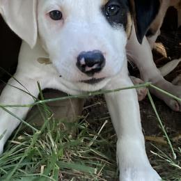 The Nitro Knight "Sir Nitro" - Jack Russell Terrier puppy from Royal Russells Ranch