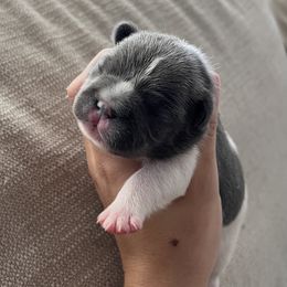 Bernedoodle, French Bulldog, and Goldendoodle Puppies from Ohana Doodles x Frenchies