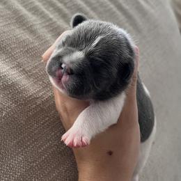 Bernedoodle, French Bulldog, and Goldendoodle Puppies from Ohana Doodles x Frenchies
