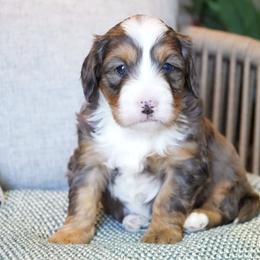 Charlie - Merle male Bernedoodle puppy in Spencerville, Indiana from Gentle Giant Bernedoodles